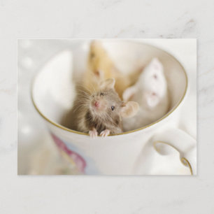 Cartão Postal Três Pequenos Ratos