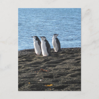 Cartão Postal Três pinguins curiosos