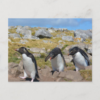 Cartão Postal Três Pinguins de Snares