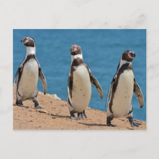 Cartão Postal Três Pinguins Humboldt Andando