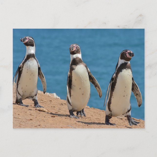 Cartão Postal Três Pinguins Humboldt Andando (Frente)