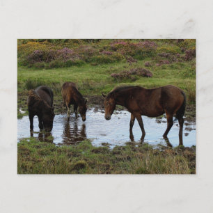 Cartão Postal Três Pontes Dartmoor Bebendo Em Watering Hole