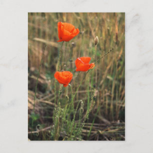Cartão Postal Três Poppies Postagens