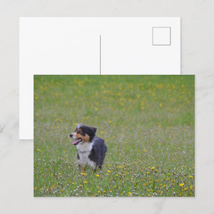 Cartão Postal Três Preto Pastor Americano Miniatura no Campo