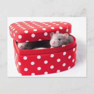 Cartão Postal Três ratos numa caixa de coração