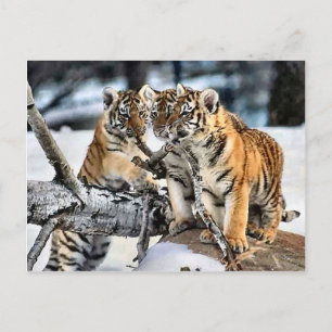 Cartão Postal Três tigre Cubs em presentes da arte da neve