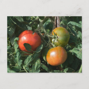 Cartão Postal Três Tomates