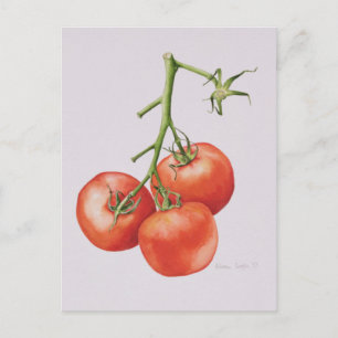 Cartão Postal Três Tomates na Vine 1997