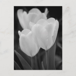 Cartão Postal Três Tulipas