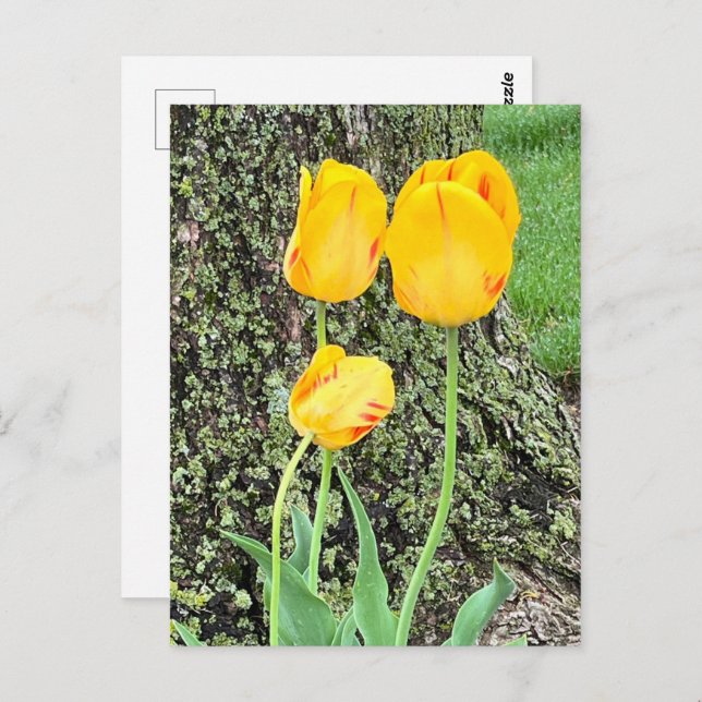 Cartão Postal Três Tulipas Amarelas / (Frente/Verso)