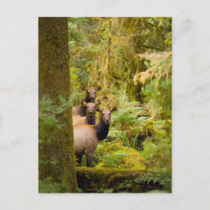 Cartão Postal Três Vacas de Elk Roosevelt Olhando a Vista