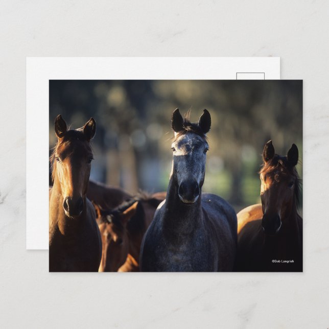 Cartão Postal Três Warmbloods de pé juntos com contraluz (Frente/Verso)