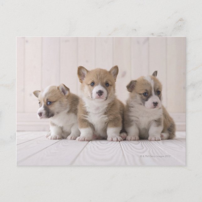 Cartão Postal Três Welsh Corgi (Frente)