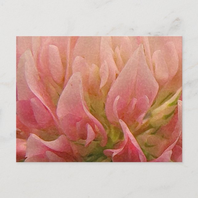 Cartão Postal Trevo Rosa (Frente)