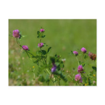 Trevo rosa no prado verde.