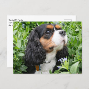 Cartão Postal Tricolor Cavalier King Charles Spaniel Dog
