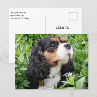 Cartão Postal Tricolor Cavalier King Charles Spaniel Dog