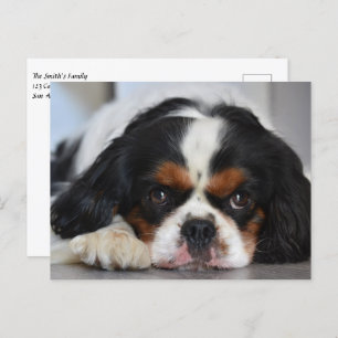 Cartão Postal Tricolor Cavalier King Charles Spaniel Puppy Dog