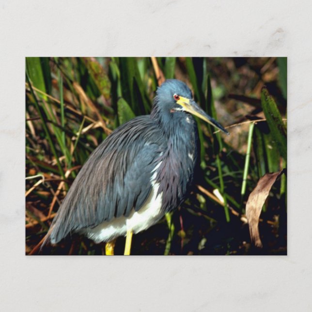 Cartão Postal Tricolor Heron (Frente)