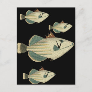 Cartão Postal Triggerfish