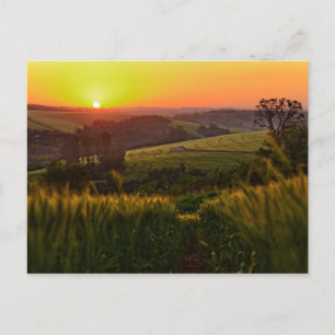 Cartão Postal Trigo agrícola sunset