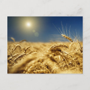 Cartão Postal Trigo Dourado e céu azul com sol