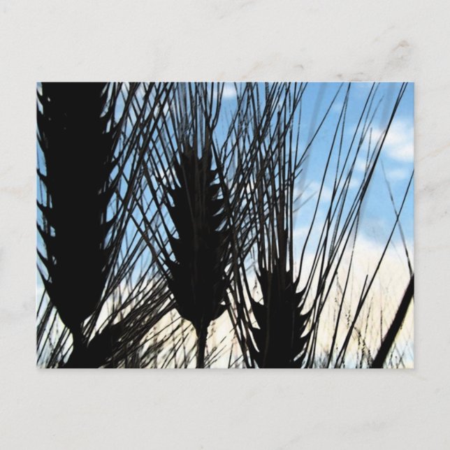 Cartão Postal trigo e céu 2012 (Frente)