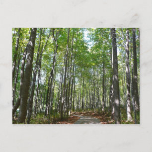 Cartão Postal Trilha Arborizada Centenária II Ellicott City Mary