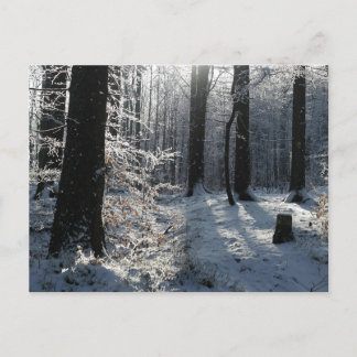 Cartão Postal Trilha da Floresta de Inverno Nevada