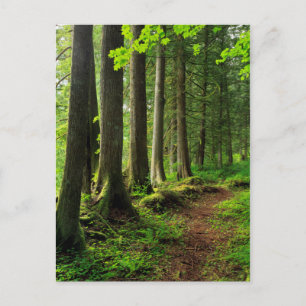 Cartão Postal Trilha da Floresta Verde Cênica