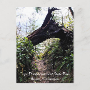 Cartão Postal Trilha de Loop da Floresta Costeira, Desapontament