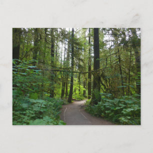 Cartão Postal Trilha para Marymere Falls I
