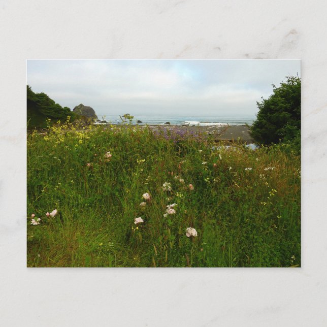 Cartão Postal Trilha Yurok Loop no Parque Nacional de Redwood (Frente)