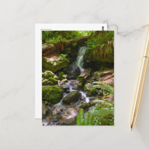 Cartão Postal Trillium Falls Redwood National Park California