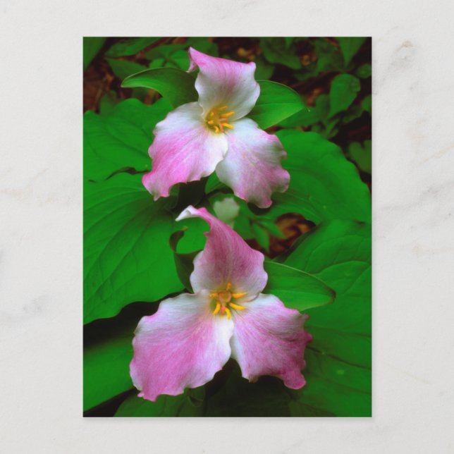 Cartão Postal Trillium Wildflower (Frente)