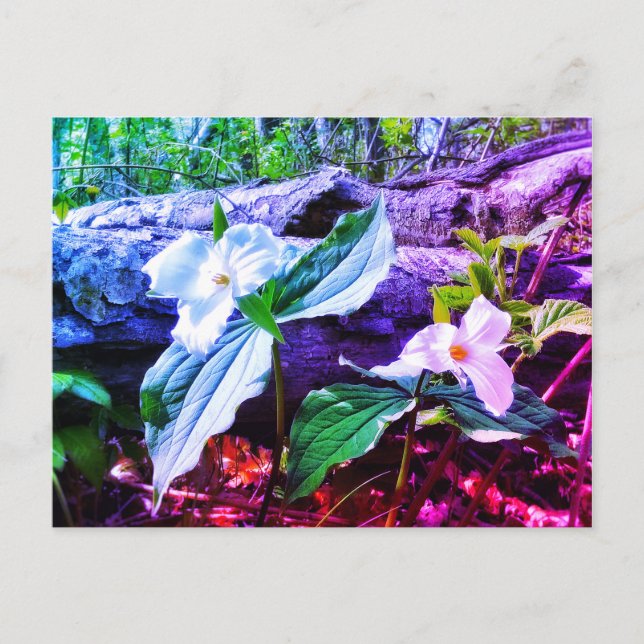 CARTÃO POSTAL TRILLIUMS RAINBOW (Frente)