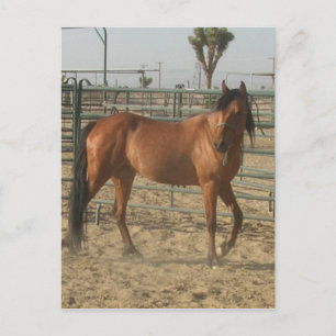 Cartão Postal "Trinket"