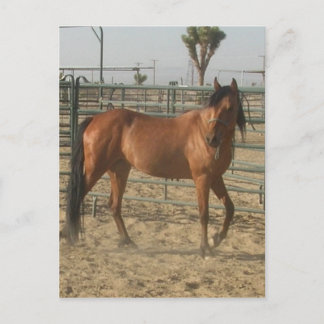 Cartão Postal "Trinket"