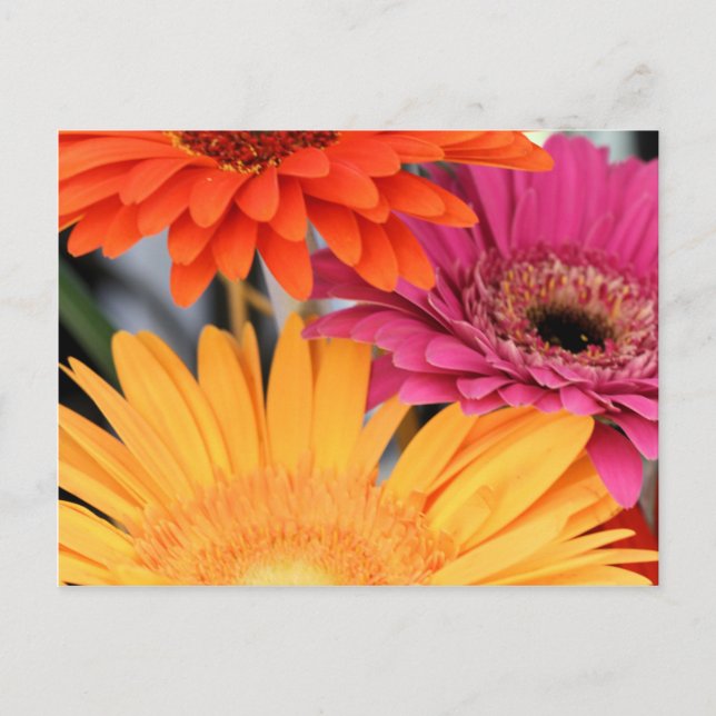 Cartão Postal Trio (Frente)