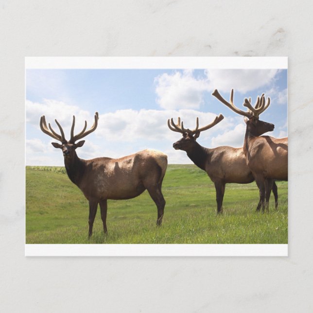 Cartão Postal Trio de Bull Elk Canadense (Frente)