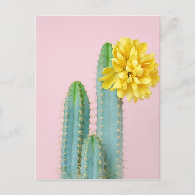 Cartão Postal Trio de Cactus Azul (Frente)