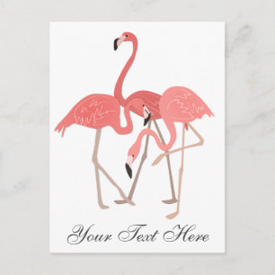 Cartão Postal Trio de Flamingos Rosa