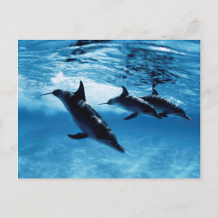 Cartão Postal Trío de Golfinhos