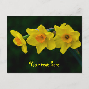 Cartão postal Trio de Narcisos