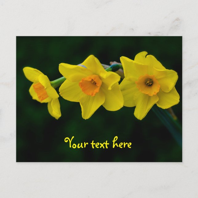 Cartão postal Trio de Narcisos (Frente)