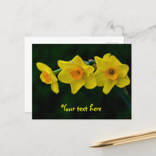 Cartão postal Trio de Narcisos