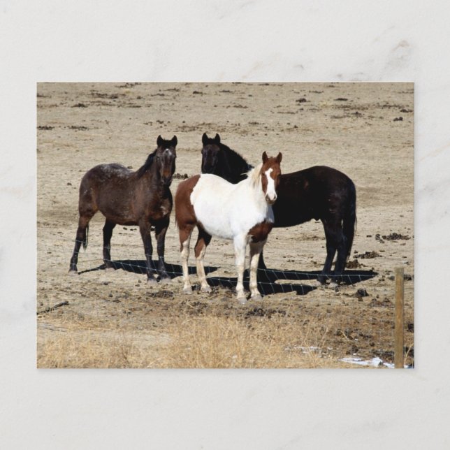 Cartão Postal Trío de Pastagem (Frente)