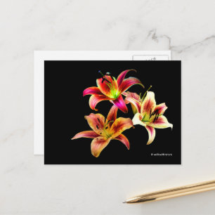 Cartão Postal Trio Elegante de Dayllírios Amarelos Rosa Floral