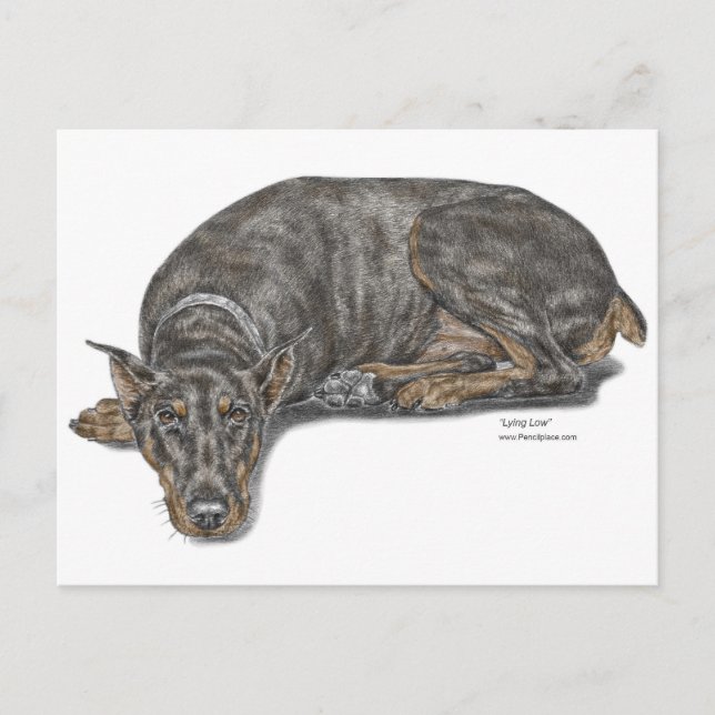 Cartão Postal Triste Culpado, Procurando Doberman (Frente)