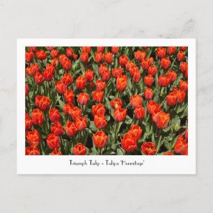 Cartão postal TRIUMPH Tulipa 'Hermitage'